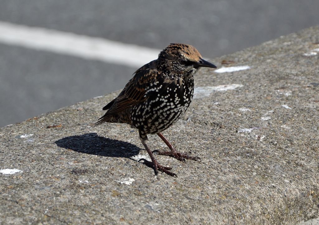 Uccelli dall''Irlanda
